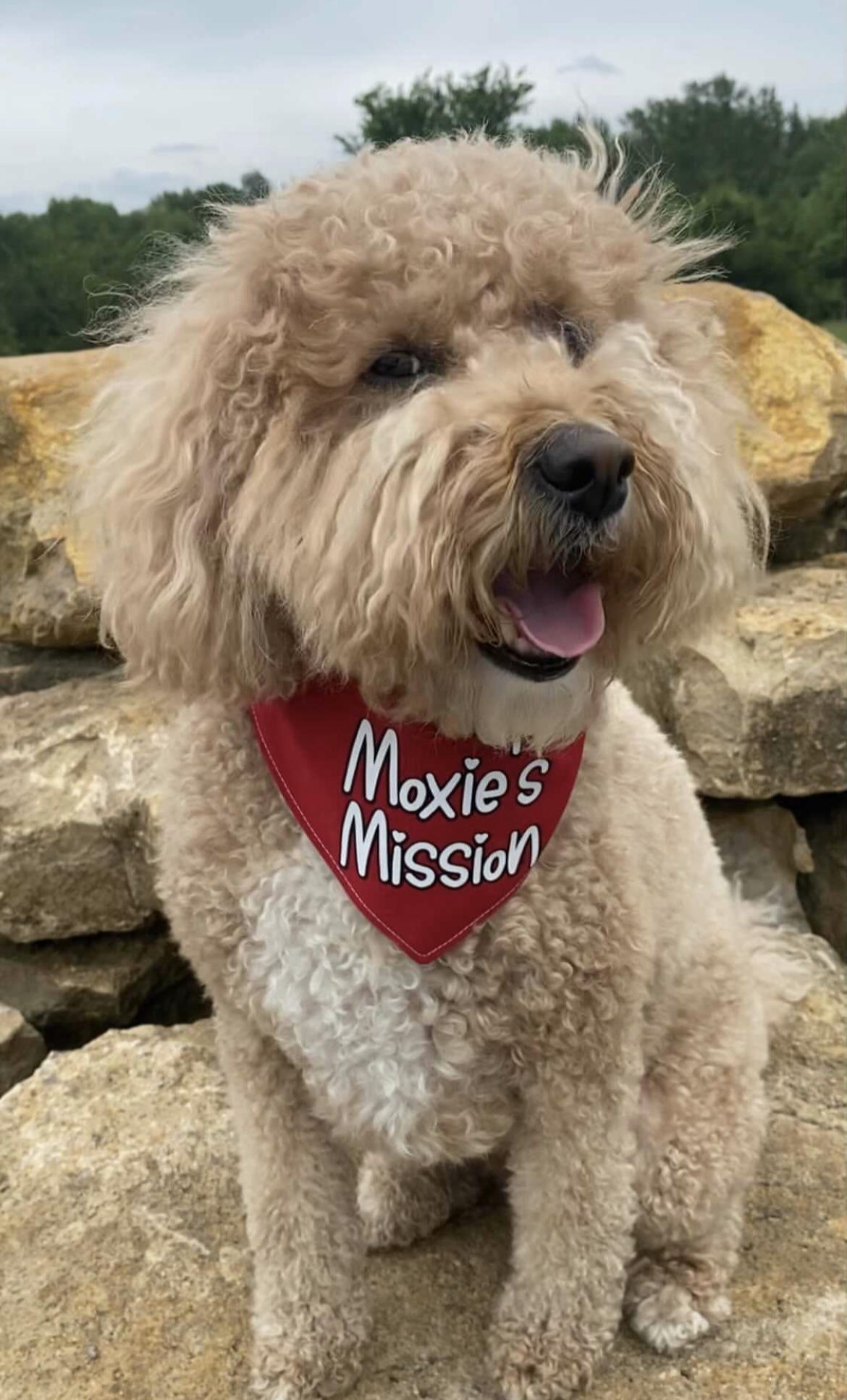 Hero Dog Awards - Moxie