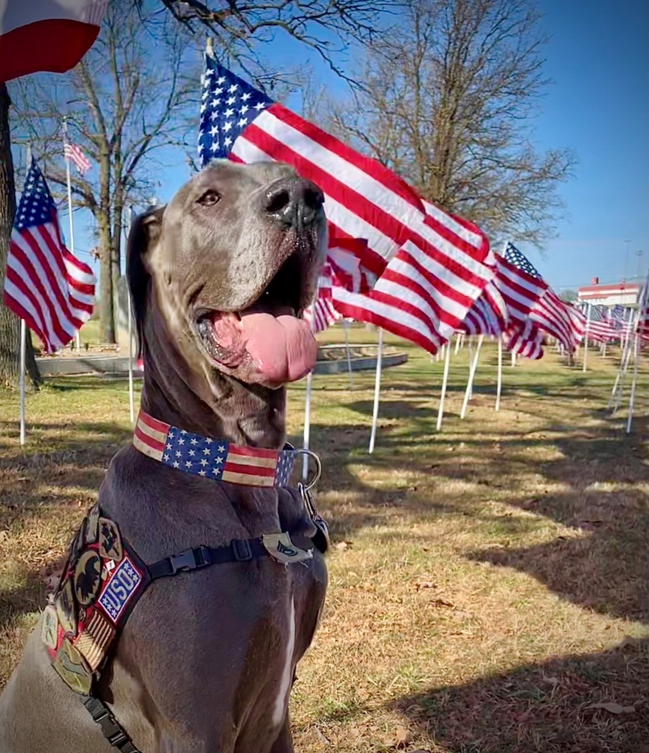 2022 Hero Dog Awards Maverick