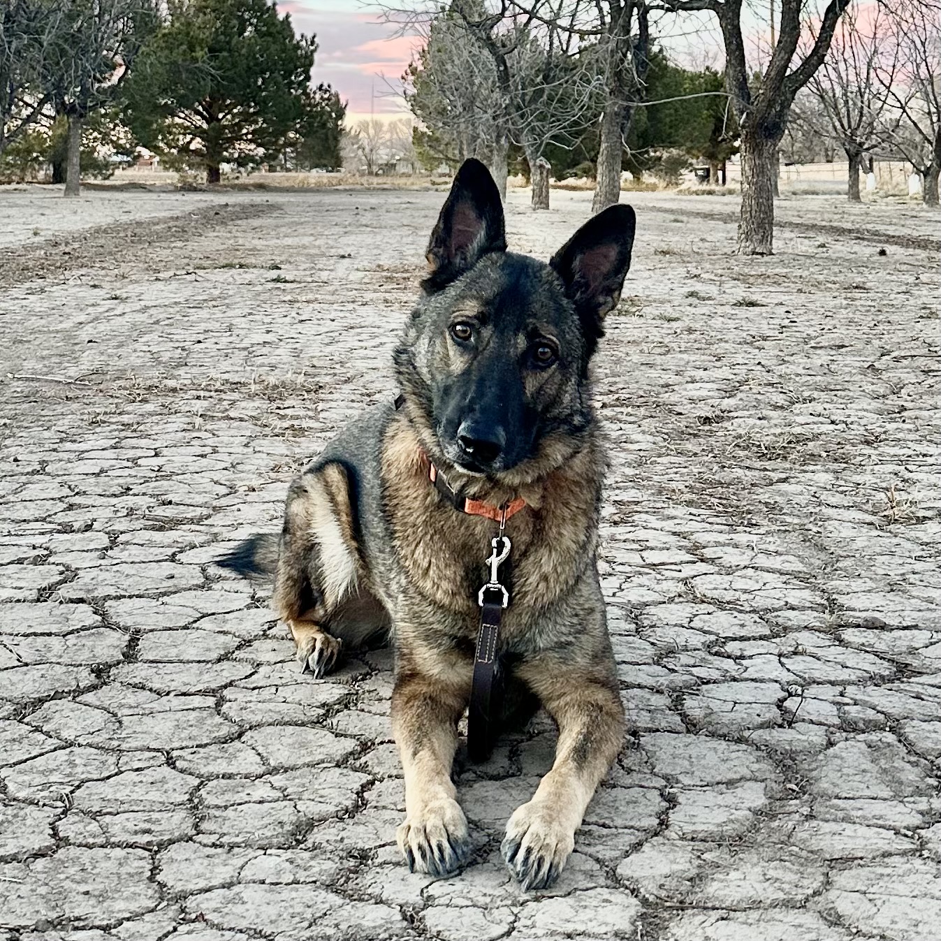 Hero Dog Awards - Charlie